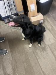 Found/Stray Female Dog last seen TOM MORRIS / GOLF COURSE PRO SHOP, Aurora, CO 80018