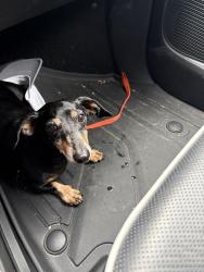 Reunited Unknown Dog last seen Bittersweet Drive, Fayetteville, NC 28306