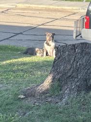 Found/Stray Male Dog last seen Portland & 31st, Oklahoma City, OK 73112