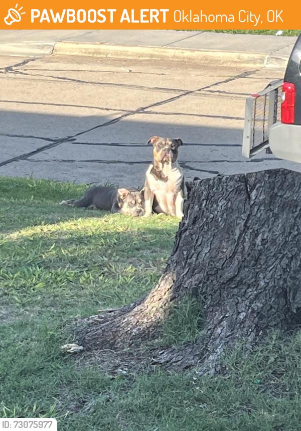 Found/Stray Male Dog last seen Portland & 31st, Oklahoma City, OK 73112