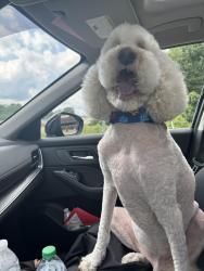 Reunited Male Dog last seen Don Carter State Park , Gainesville, GA 30506