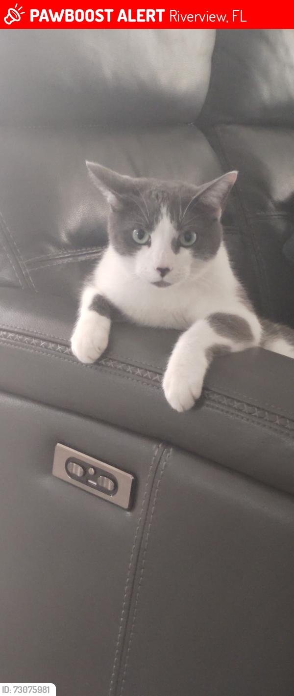 Lost Male Cat last seen Big Bend and Clemente Pride, Riverview, FL 33579