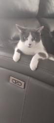 Lost Male Cat last seen Big Bend and Clemente Pride, Riverview, FL 33579