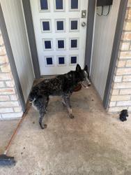 Found/Stray Male Dog last seen McMasters Elementary, Pasadena, TX 77503