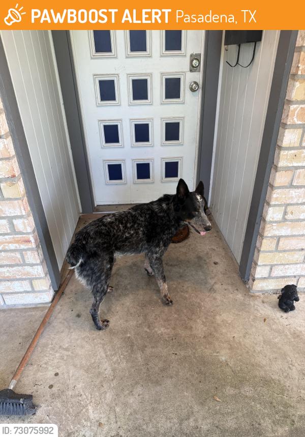 Found/Stray Male Dog last seen McMasters Elementary, Pasadena, TX 77503