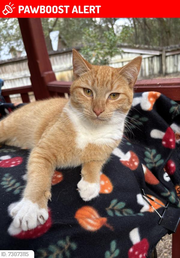 Lost Male Cat last seen Wicks Branch Rd, St. Johns County, FL 32086