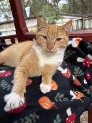 Lost Male Cat last seen Wicks Branch Rd, St. Johns County, FL 32086