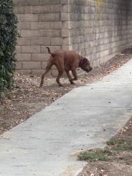 Lost Unknown Dog last seen Bayberry and Peyton Drive, Chino Hills, Chino Hills, CA 91709