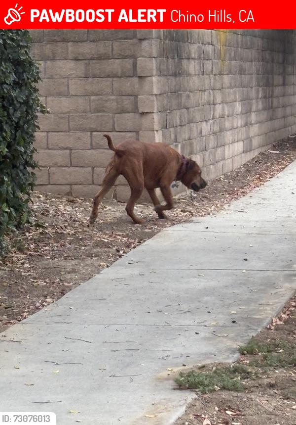 Lost Unknown Dog last seen Bayberry and Peyton Drive, Chino Hills, Chino Hills, CA 91709