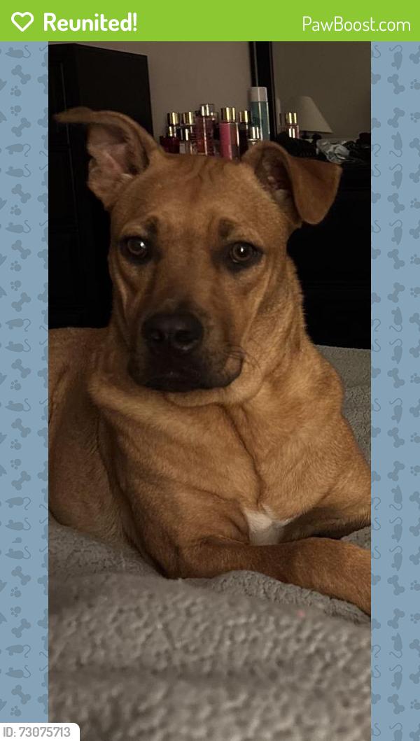 Reunited Male Dog last seen Near Hilary St, Spring Hill, FL 34609, USA, Spring Hill, FL 34609