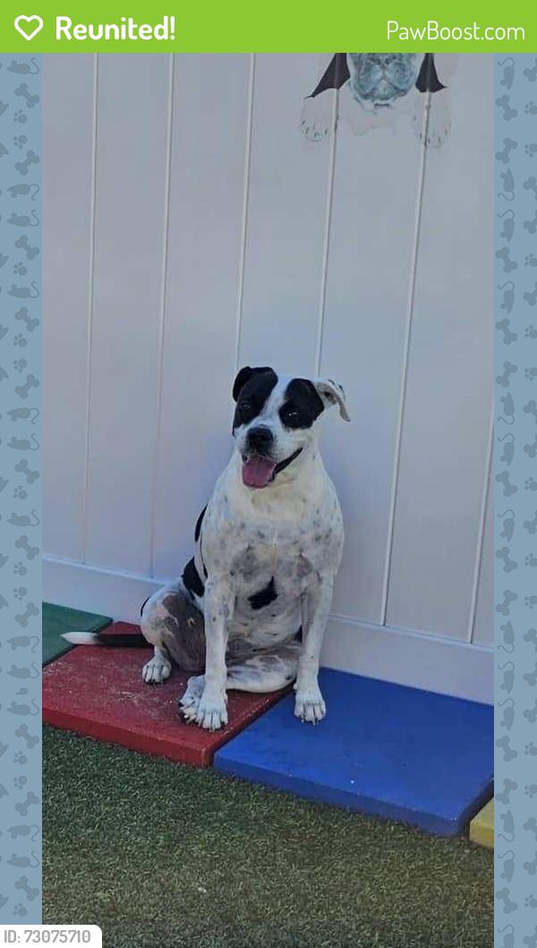 Reunited Female Dog last seen Near Hilary St, Spring Hill, FL 34609, USA, Spring Hill, FL 34609