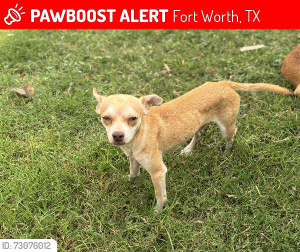 Lost Male Dog last seen Robert’s cut off , Andover street, Fort Worth, TX 76114