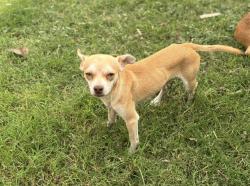 Lost Male Dog last seen Robert’s cut off , Andover street, Fort Worth, TX 76114