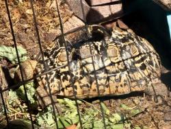 Lost Female Reptile last seen My backyard - Closest cross street - Jefferson & Whatley, Delray Beach, FL 33445