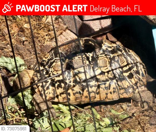 Lost Female Reptile last seen My backyard - Closest cross street - Jefferson & Whatley, Delray Beach, FL 33445