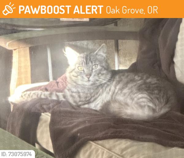 Found/Stray Male Cat last seen North end of Oatfield Road, Oak Grove, OR 97222