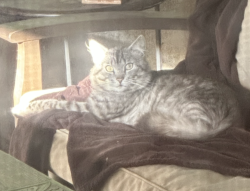 Found/Stray Male Cat last seen North end of Oatfield Road, Oak Grove, OR 97222