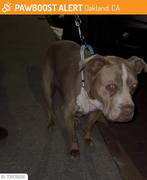 Found/Stray Female Dog last seen Near Seminary Ave in the parking lot , Oakland, CA 94605