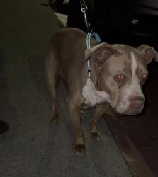 Found/Stray Female Dog last seen Near Seminary Ave in the parking lot , Oakland, CA 94605