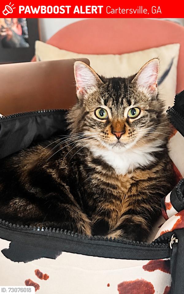 Lost Female Cat last seen Behind walmart, Cartersville, GA 30121