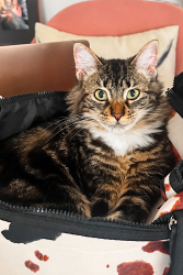 Lost Female Cat last seen Behind walmart, Cartersville, GA 30121
