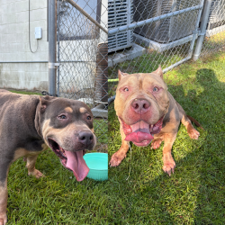 Found/Stray Unknown Dog last seen Near Commonwealth Blvd, Tallahassee, FL 32303, Tallahassee, FL 32303