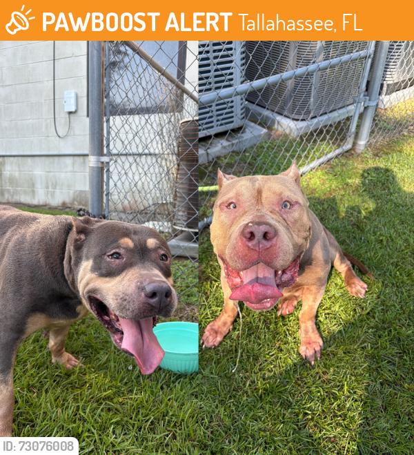 Found/Stray Unknown Dog last seen Near Commonwealth Blvd, Tallahassee, FL 32303, Tallahassee, FL 32303