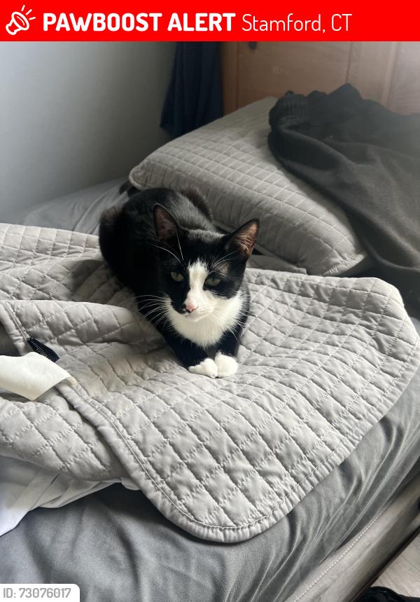 Lost Female Cat last seen Near Atlantic St, Stamford, CT 06902
