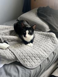 Lost Female Cat last seen Near Atlantic St, Stamford, CT 06902