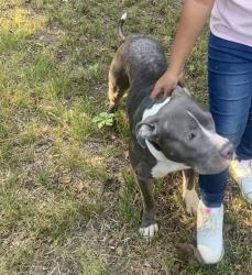 Reunited Female Dog last seen Fosters ferry rd, Tuscaloosa, AL 35401