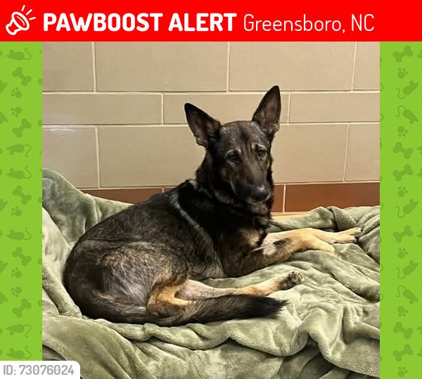 Lost Male Dog last seen Vanstory, Greensboro, NC 27403