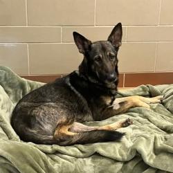 Lost Male Dog last seen Vanstory, Greensboro, NC 27403