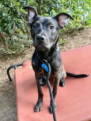 Shelter Stray Female Dog last seen Near Barrington View Stone Mountain, 30087, 30087, GA, 3280 Chamblee Dunwoody Rd, Chamblee, GA 30341, USA