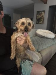 Found/Stray Female Dog last seen Stagecoach and otter creek, Little Rock, AR 72210