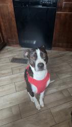 Lost Male Dog last seen Randall Park, Denver, CO 80212