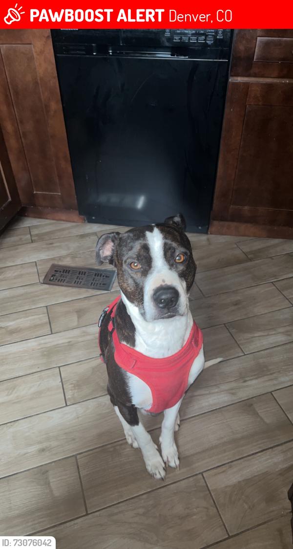 Lost Male Dog last seen Randall Park, Denver, CO 80212