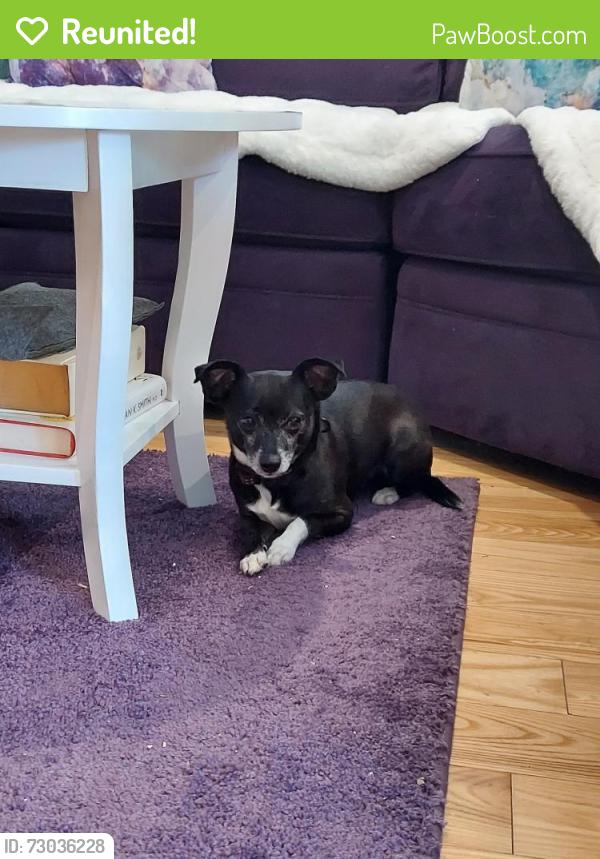 Reunited Male Dog last seen ALVORD ST, MCCRAYS' FARM, STONEGATE, South Hadley, MA 01075