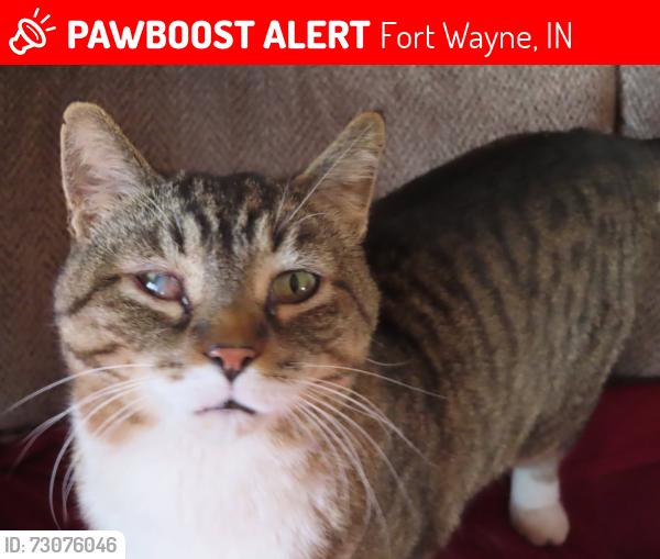 Lost Male Cat last seen Penn/Dalgren/Clinton, Fort Wayne, IN 46805