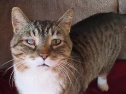 Lost Male Cat last seen Penn/Dalgren/Clinton, Fort Wayne, IN 46805