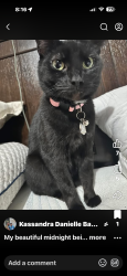 Lost Female Cat last seen Near the railroad, Greenup, KY 41144