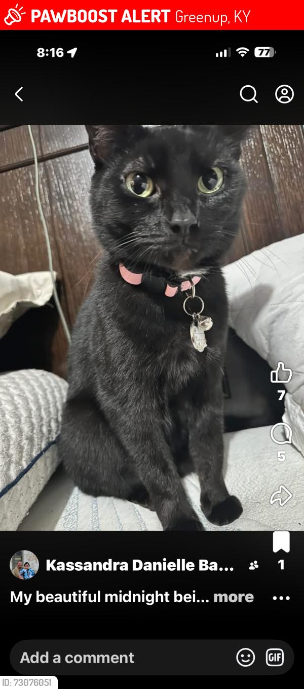 Lost Female Cat last seen Near the railroad, Greenup, KY 41144