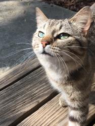 Lost Male Cat last seen Wade Ave, Raleigh, NC 27605