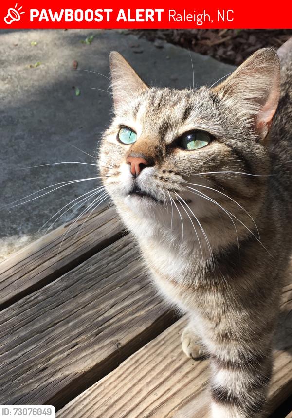Lost Male Cat last seen Wade Ave, Raleigh, NC 27605