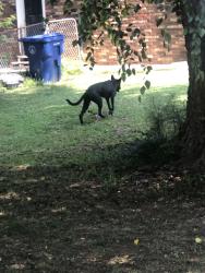Found/Stray Unknown Dog last seen Neighbors hse Park Place Dr. X Mediterranean Lane, Lawrenceville, GA 30046