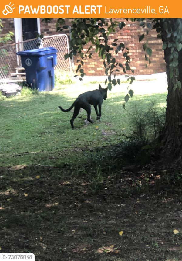 Found/Stray Unknown Dog last seen Neighbors hse Park Place Dr. X Mediterranean Lane, Lawrenceville, GA 30046