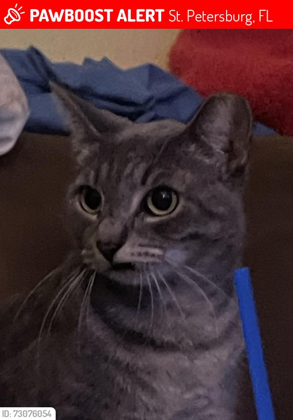 Lost Female Cat last seen 54th Ave n by tavern boulevard bar, St. Petersburg, FL 33714