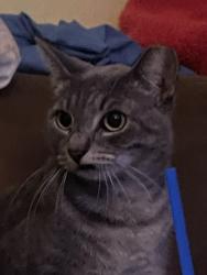 Lost Female Cat last seen 54th Ave n by tavern boulevard bar, St. Petersburg, FL 33714