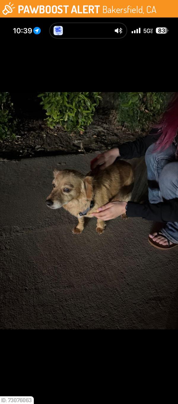 Found/Stray Male Dog last seen Campus Park South, Bakersfield, CA 93311