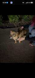 Found/Stray Male Dog last seen Campus Park South, Bakersfield, CA 93311