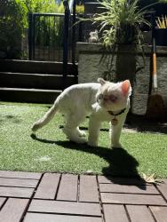 Lost Male Cat last seen Byrnepark drive, southwhynde ave, Southpoint drive, , Burnaby, BC V3N 5C6
